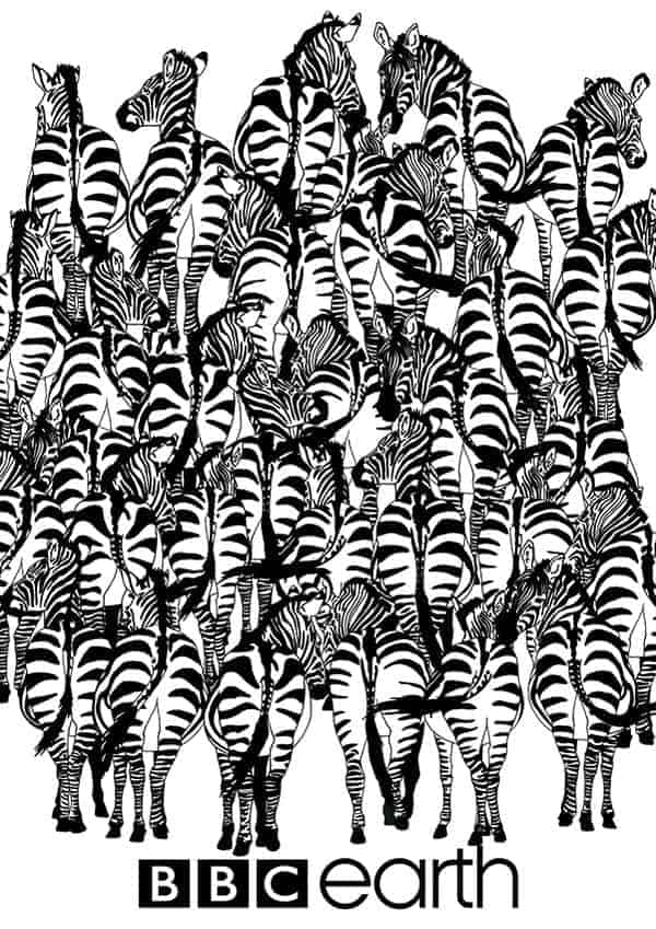 Wer findet den Dachs in der Zebra Herde?