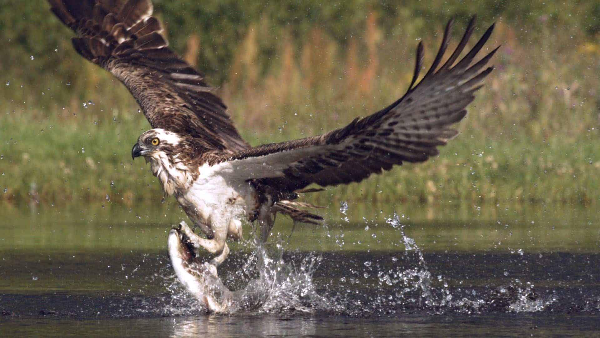 Caza de águila pescadora en cámara lenta