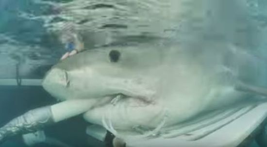 Ultrazvukový obraz žraloka