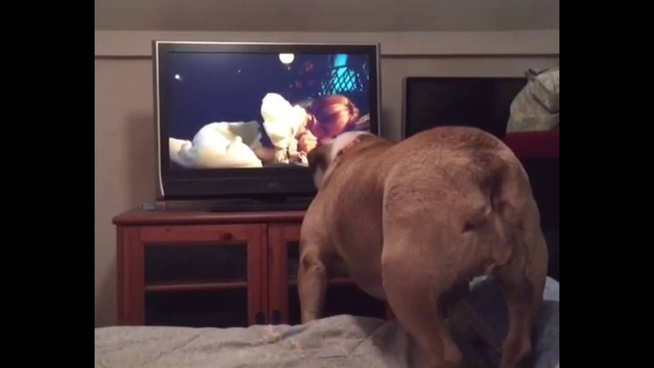 Hund warnt Mädchen in Horror-Film