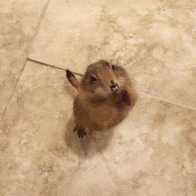 Pokémon GO in Real Life