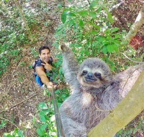 Selfie mit einem Faultier