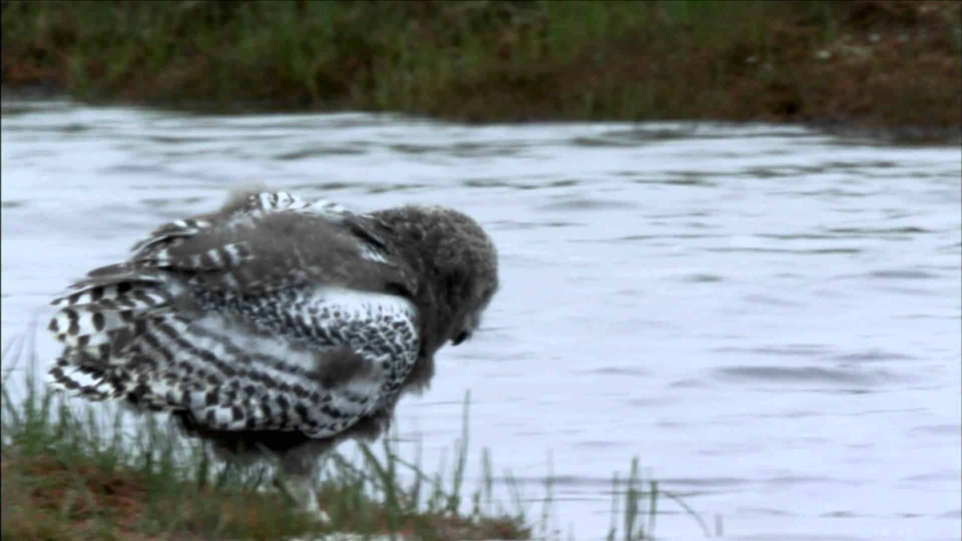 Wenn ein Eulen Baby schwimmen geht