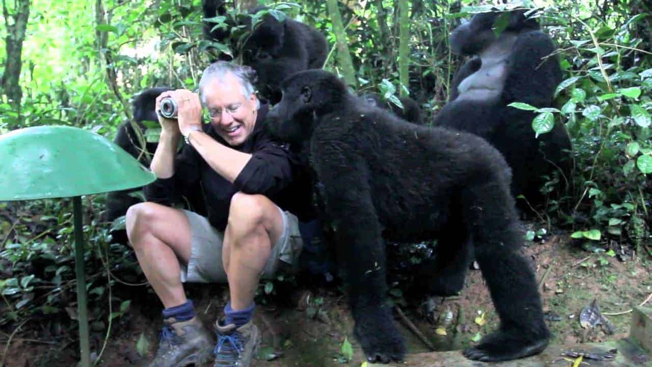 Berggorillas akzeptiert einen grauhaarigen Mann als einer der ihren