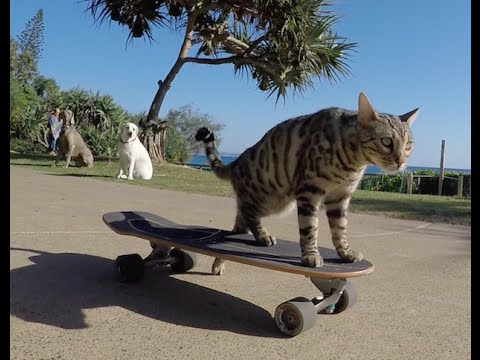 Een skateboardende kat