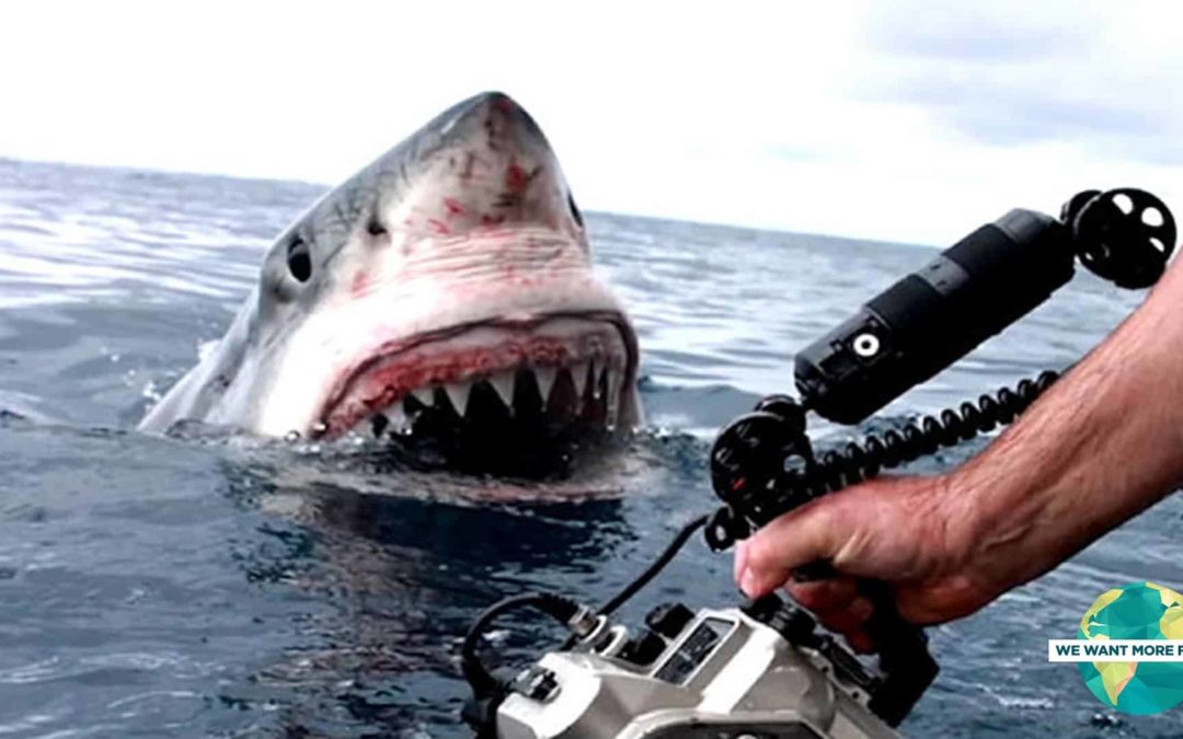 Przerażające ataki rekinów uchwycone kamerą GoPro