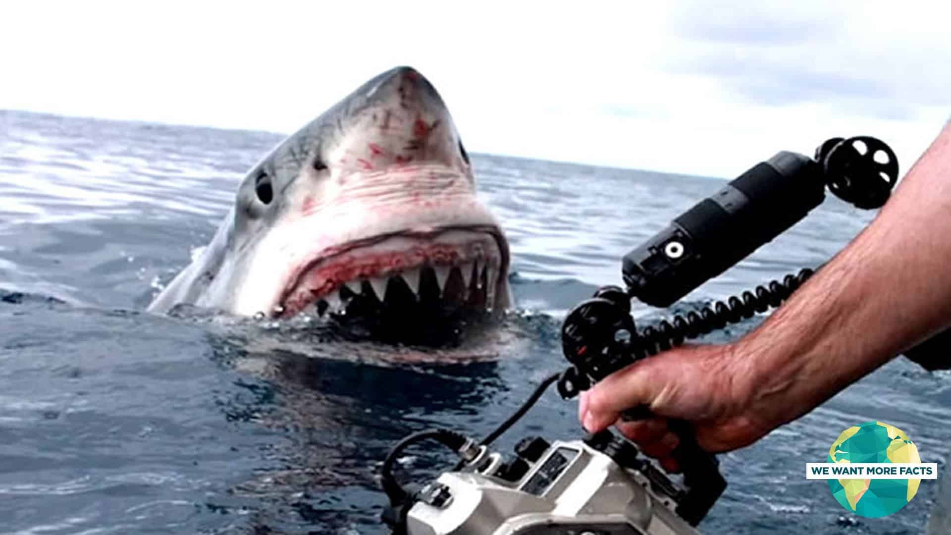 Děsivé útoky žraloků zachycené pomocí GoPro