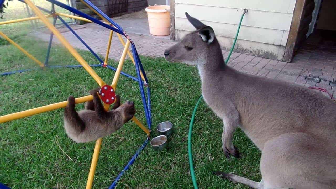 Faultierbaby will sich mit Känguru anfreunden