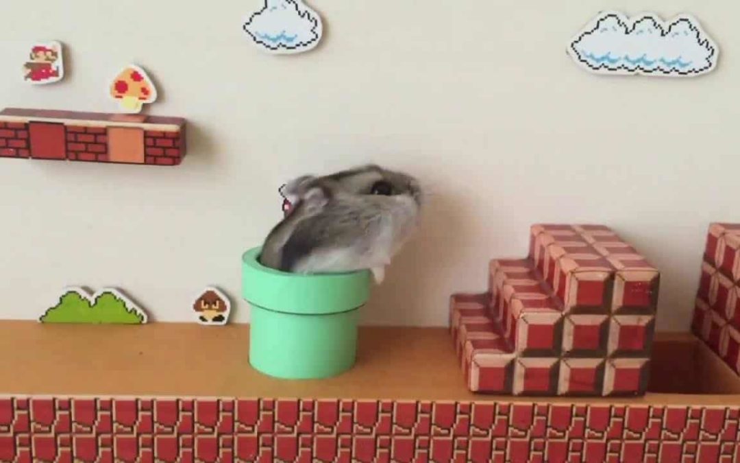 Hamster Plays Super Mario Bros In Real Life