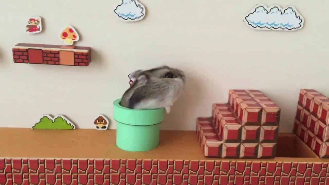 Hamster Plays Super Mario Bros In Real Life