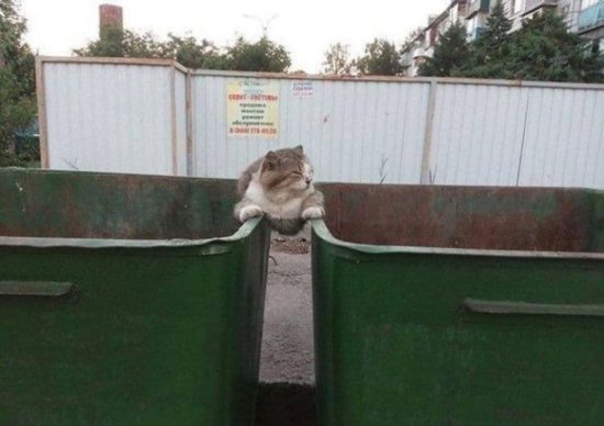 Die Jean-Claude Van Damme Katze