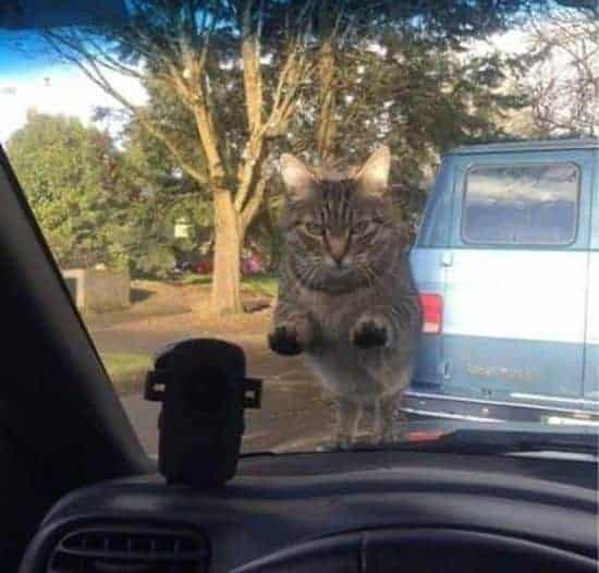 Wenn du vergisst deine Katze zu füttern