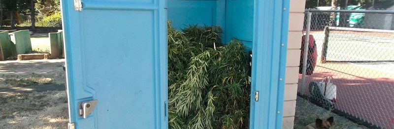 Mobile Toilettenkabine voller Marijuana