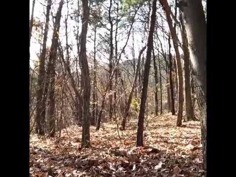 Paranormal Activity: Das Grauen versteckt sich im Wald