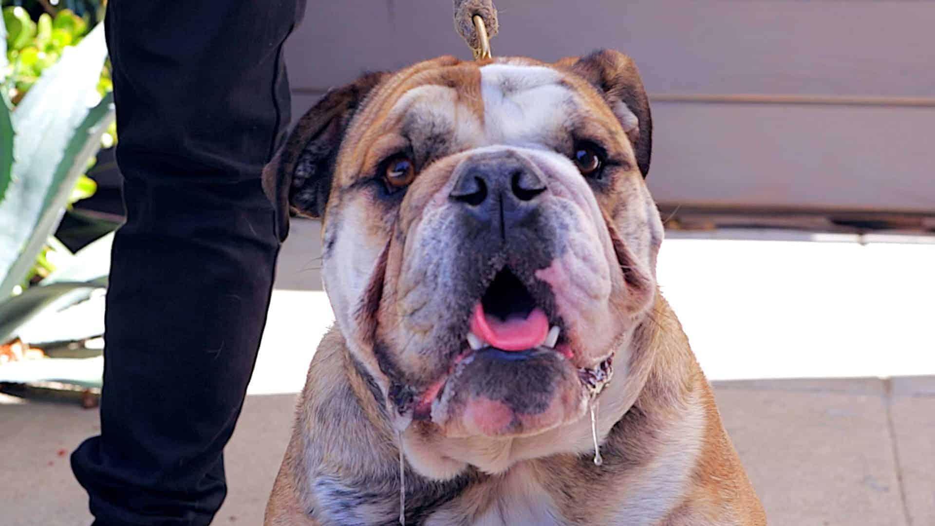 Pooper ist Uber für Hundekacke