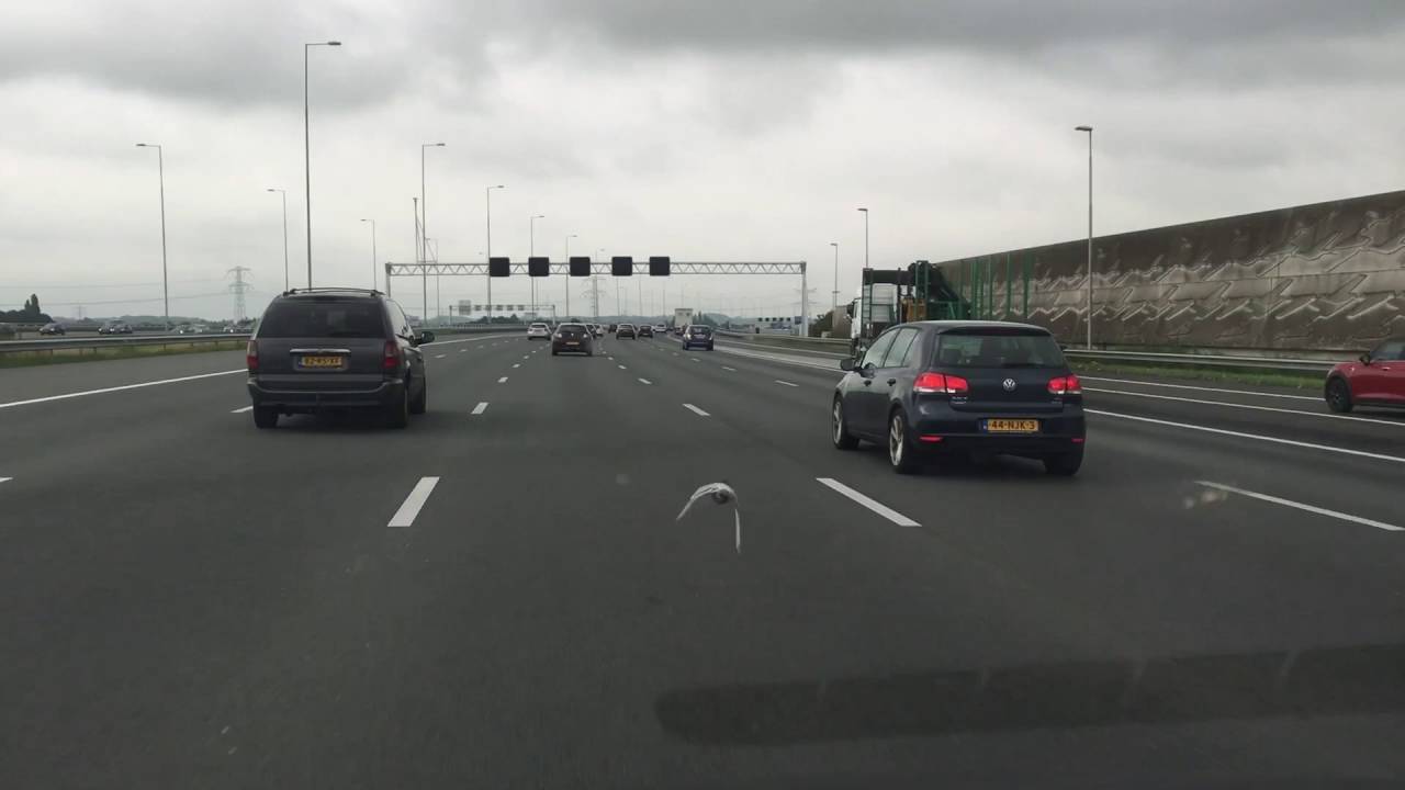 Taube fliegt auf Autobahn mit