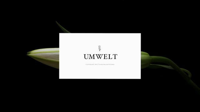Umwelt: Real Time Insekten auf Timelapse Blüten