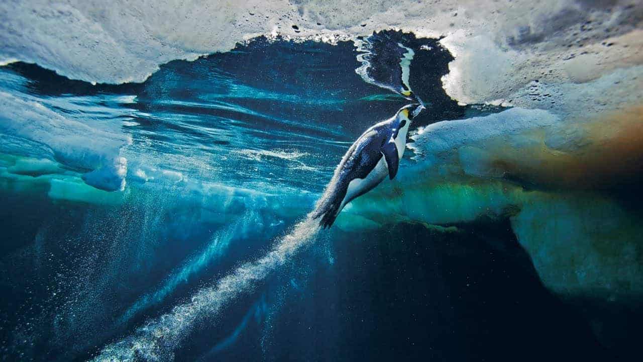 Wie Kaiserpinguine mit Hochgeschwindigkeit das Wasser verlassen