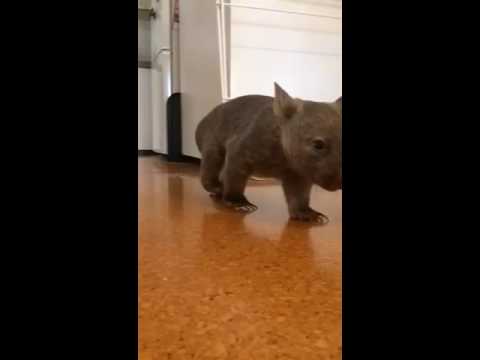 Wombat Baby in Slow-Motion