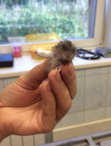 Hamster Baby mit gebrochenem Arm