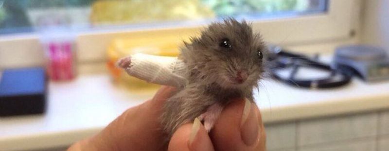Hamster Baby mit gebrochenem Arm