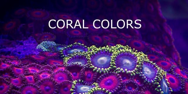 Korallfärger: Korallernas färgvärld