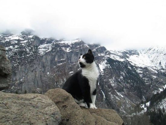 Gimmelwald's Bergretter Katze führt verirrte Touristen aus den Bergen