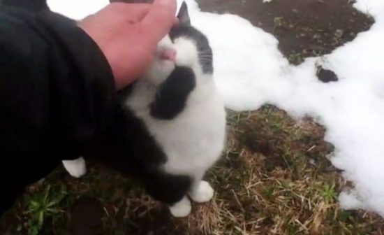 Gimmelwald's Bergretter Katze führt verirrte Touristen aus den Bergen