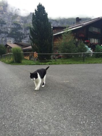 Gimmelwald's Bergretter Katze führt verirrte Touristen aus den Bergen
