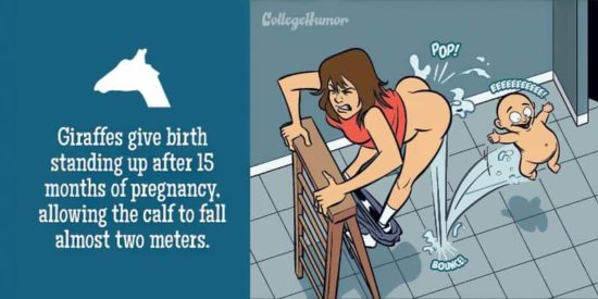 Wenn Menschen wie Tiere gebären würden