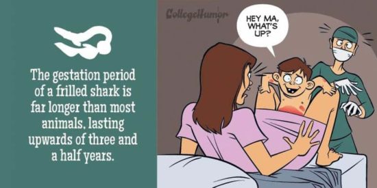 Wenn Menschen wie Tiere gebären würden