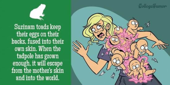 Wenn Menschen wie Tiere gebären würden