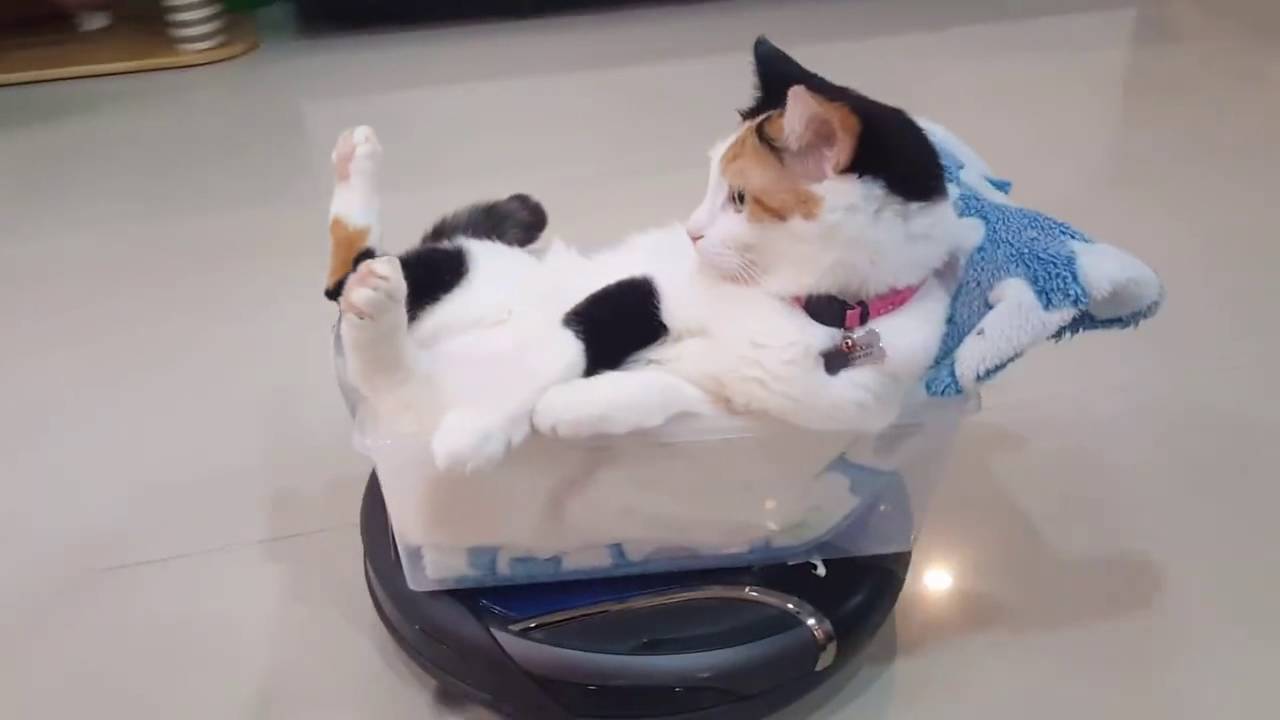 Γάτα που κρυώνει στο κρεβάτι σε μια ηλεκτρική σκούπα ρομπότ