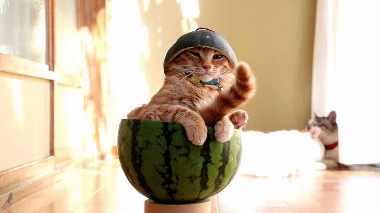 Katze chillt in einer Wassermelone