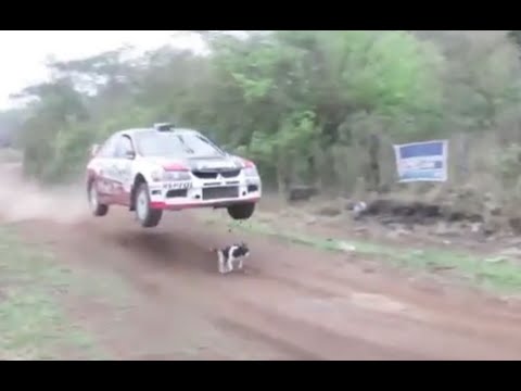 Rallye gelukkige hond