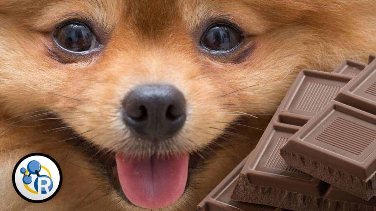Hvorfor sjokolade er dårlig for hunder