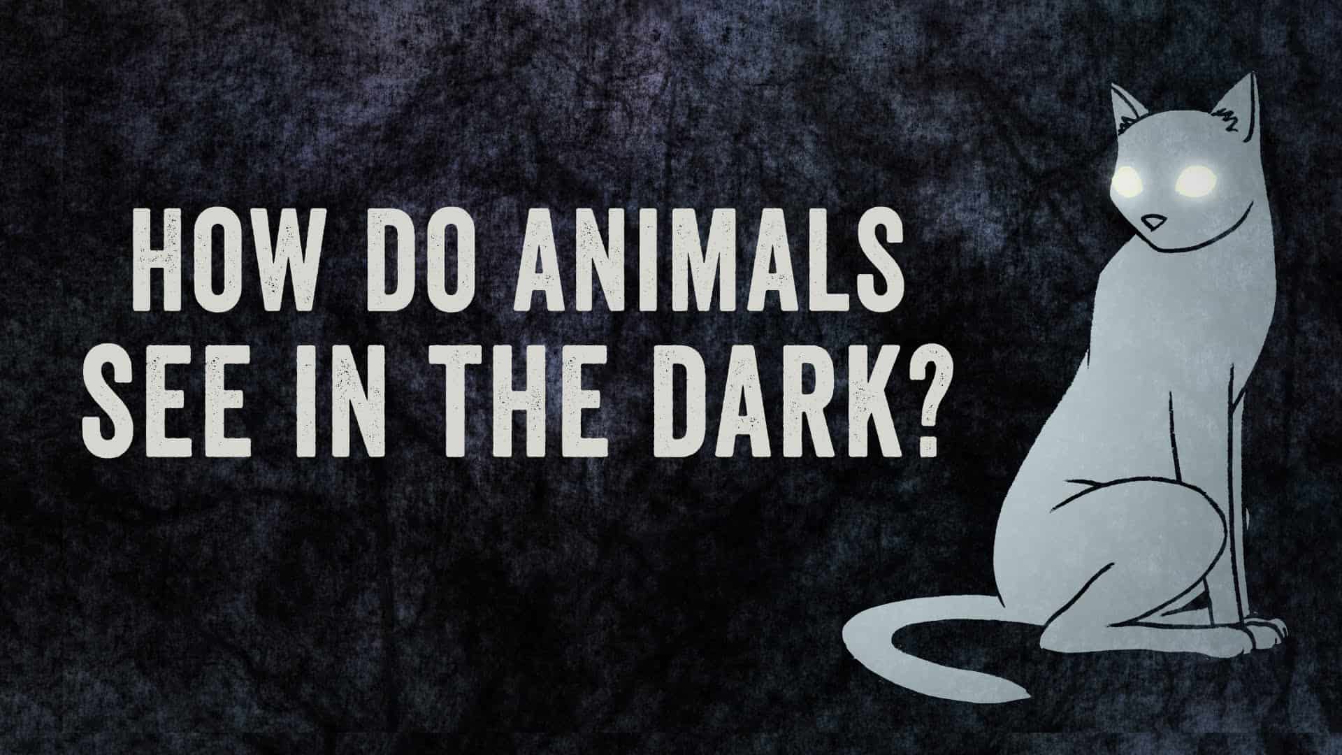Hoe dieren kunnen zien in het donker