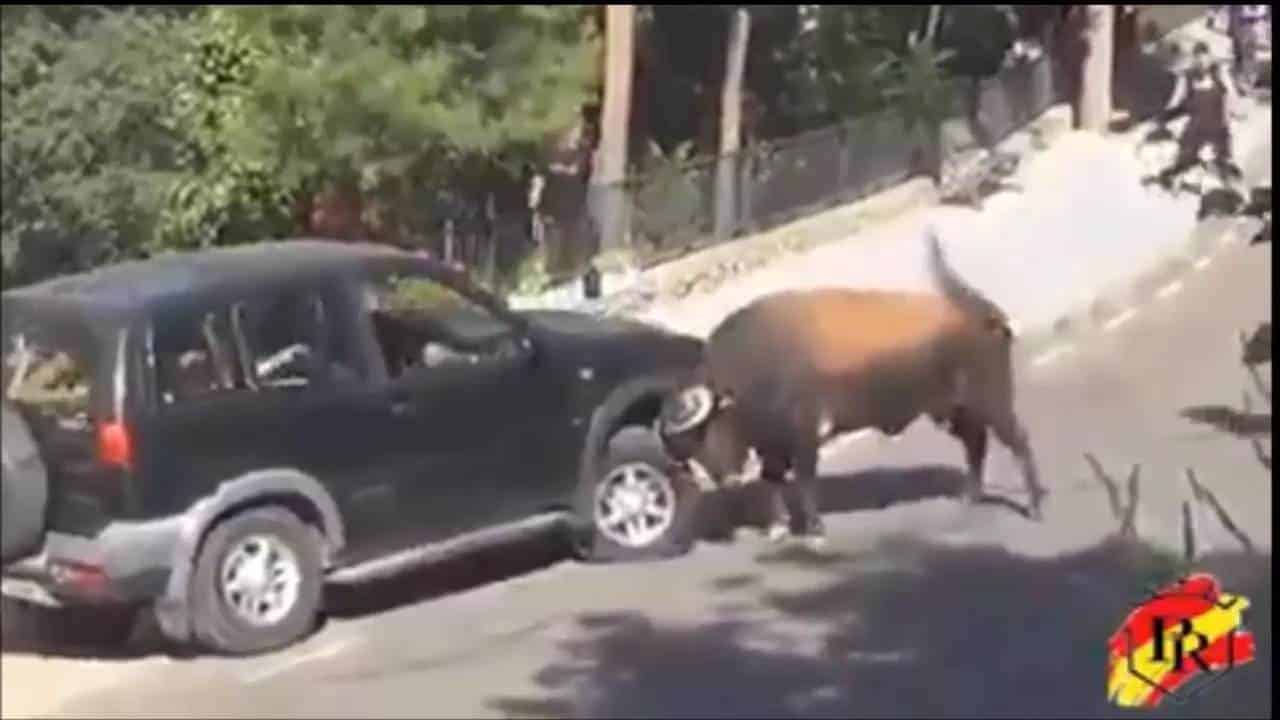 Wilder Stier gegen SUV