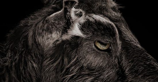 The Witch