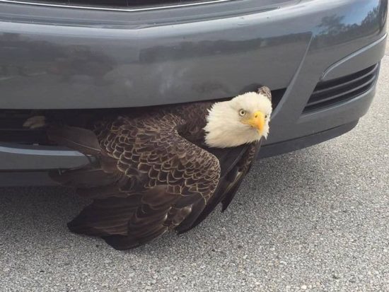 Perfect symbool voor Amerika in 2016: Eagle komt vast te zitten in een auto