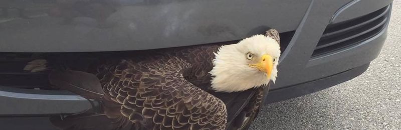Perfektes Sinnbild für Amerika im Jahr 2016: Adler verfängt sich im Auto