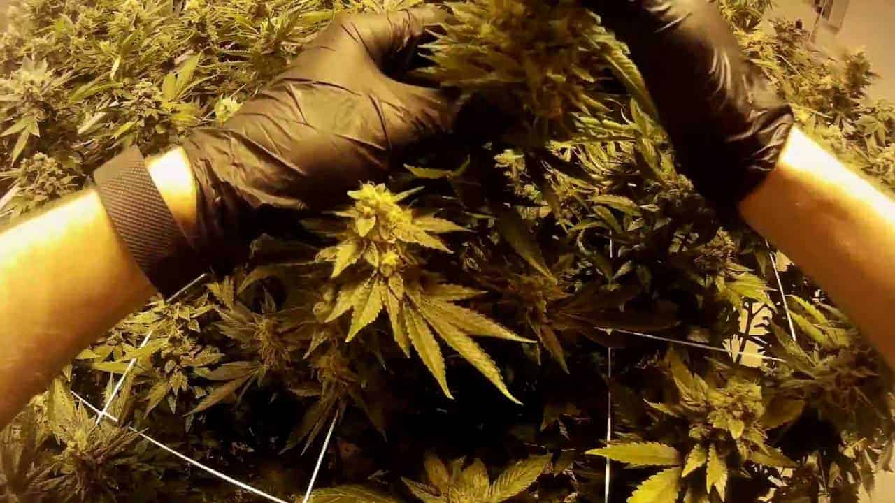 Travail quotidien dans une ferme de marijuana