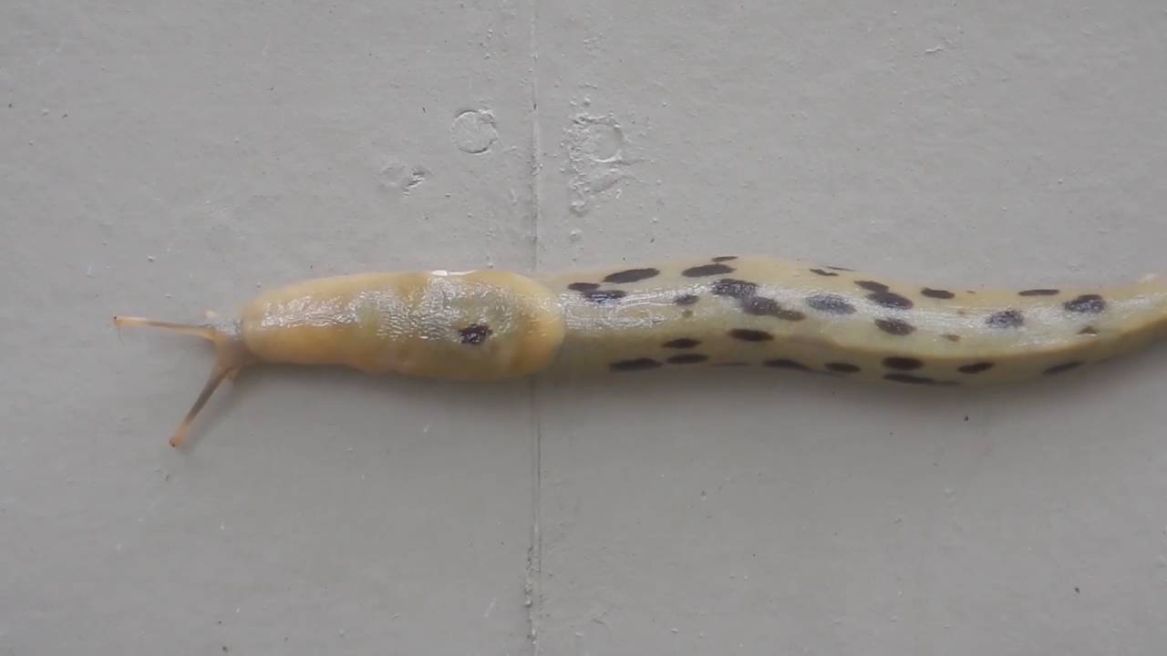 Eine Schnecke im Zeitraffer