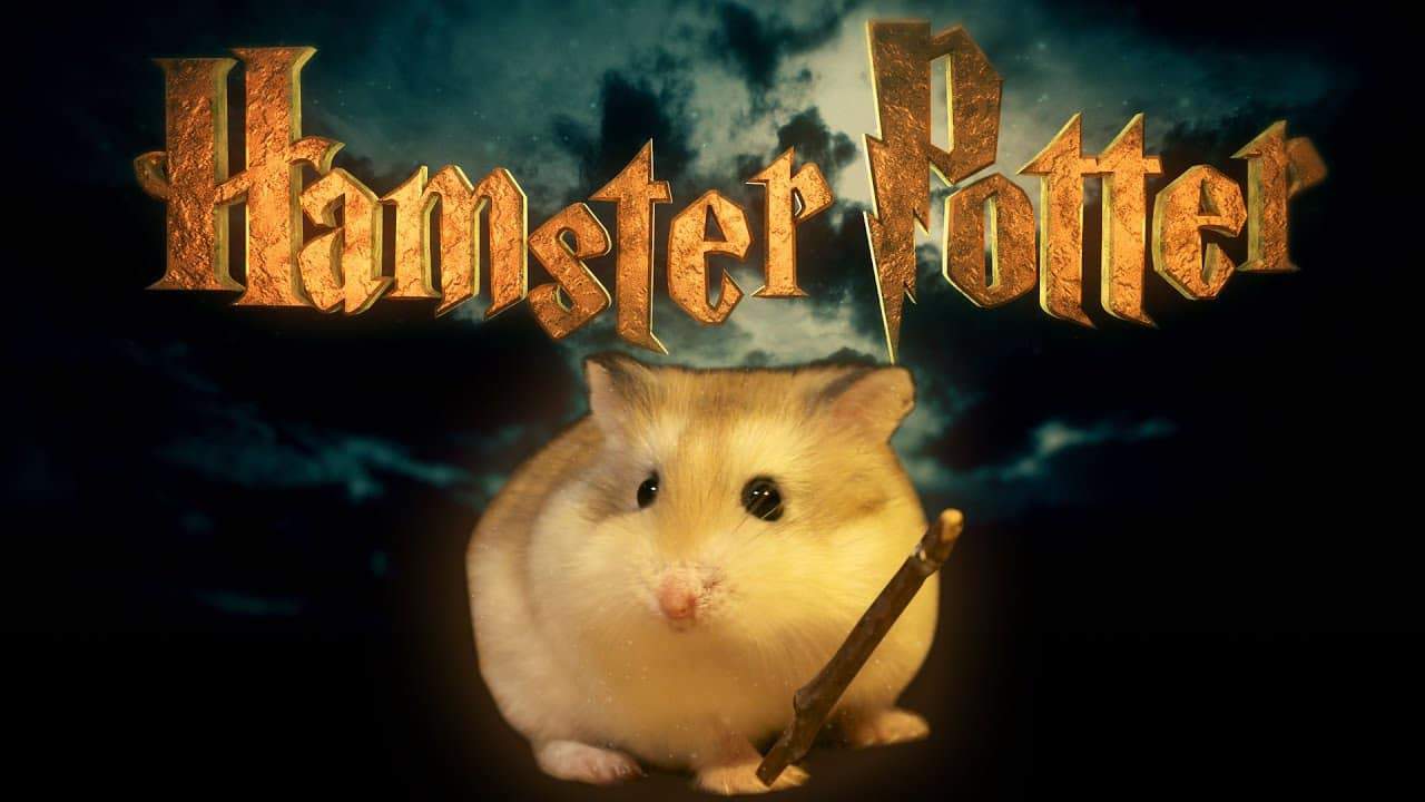 Hamster Potter - Harry Potter mit Hamstern nachgestellt