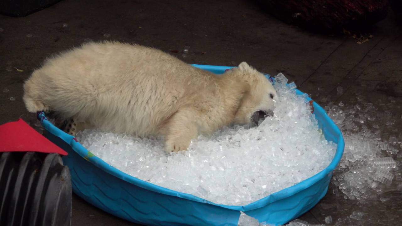 Junger Eisbär spielt in einem Kubel voller Eis