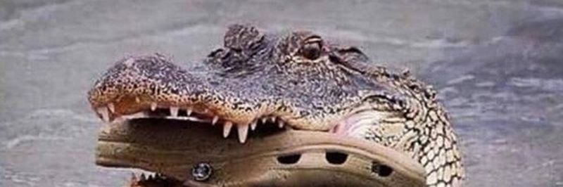Krokodillemor bærer barnet i munden