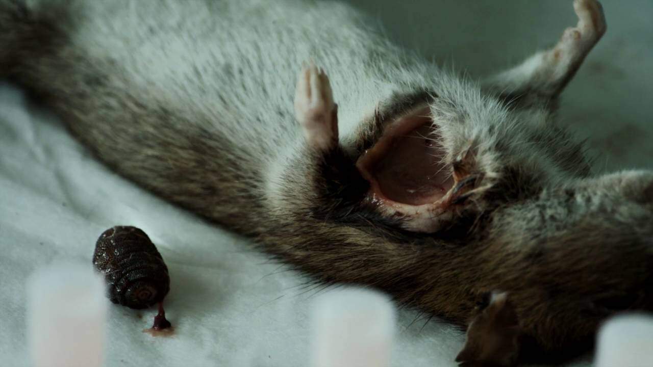 Rats - Trailer