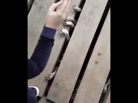 So verdammt gruselig können Waschbären Pfoten sein