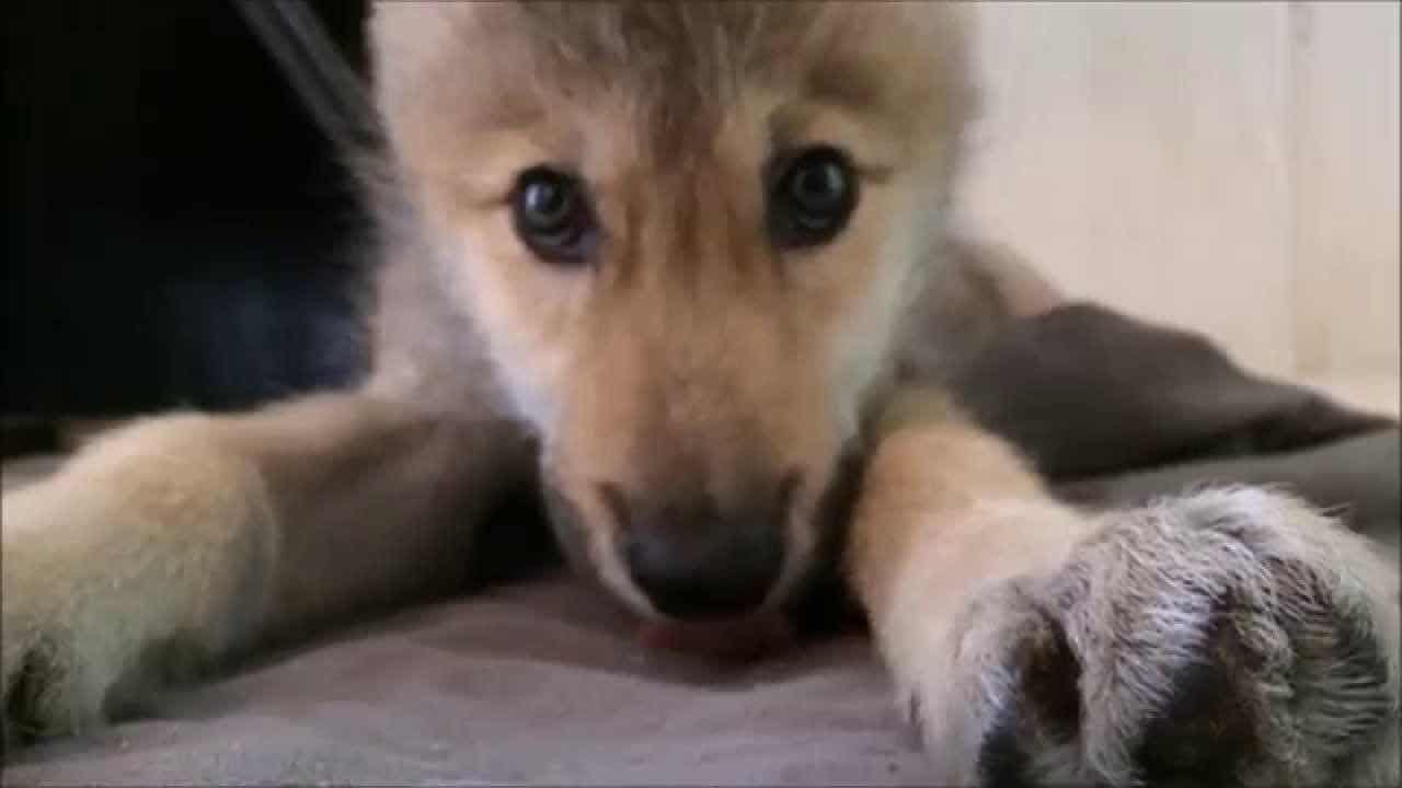 wolfs baby mit schluckauf