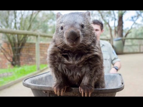 Wombat-Compilation